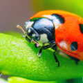Insects