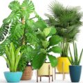 Plants